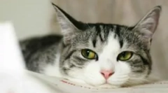 Универзални средства од болви и црви